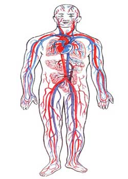 схема кровоснабжения тела человека