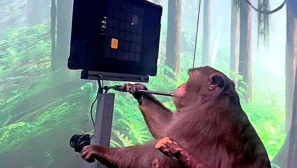 обезьяна играет в понг
