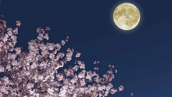 Луна и цветущее дерево