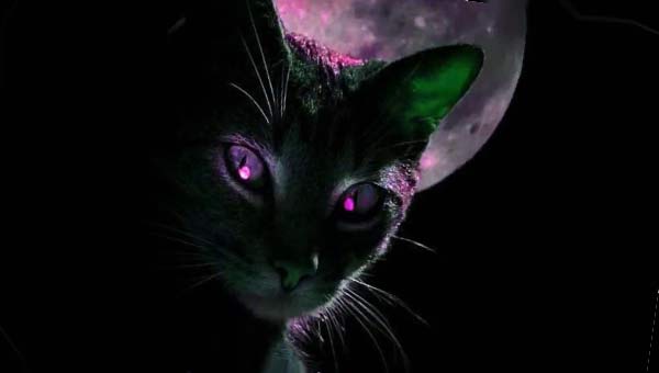 кот с фиолетовыми глазами и Луна