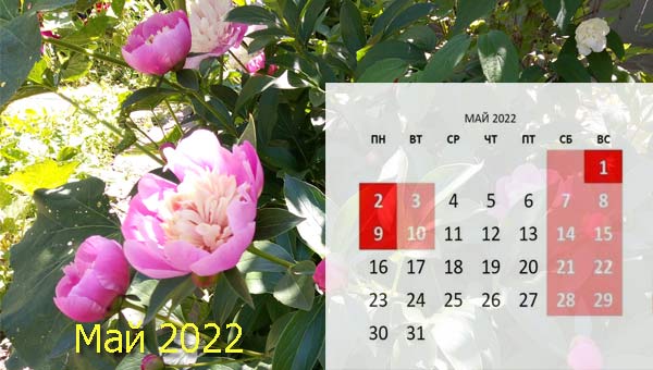 розовые пионы и календарь