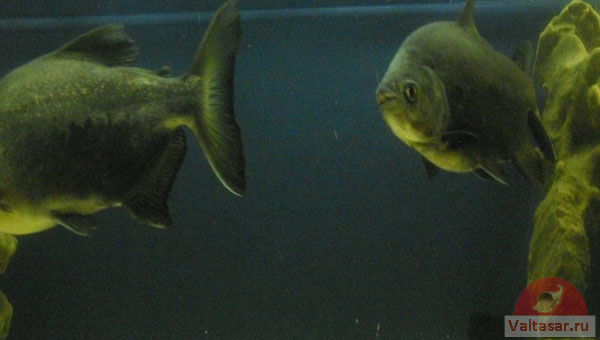 хищные рыбы в аквариуме