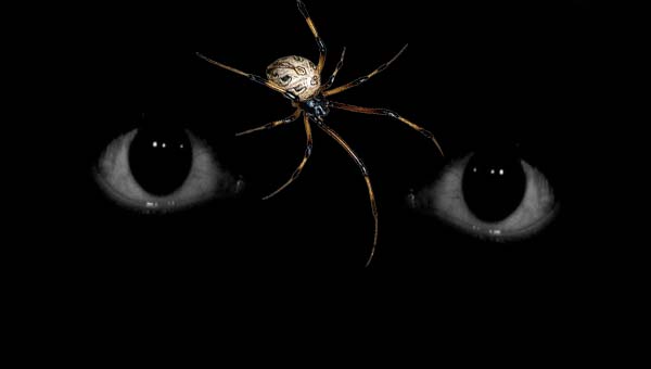 паук и глаза в темноте