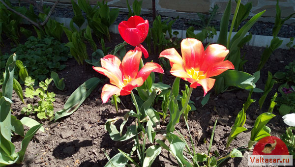 красные тюльпаны