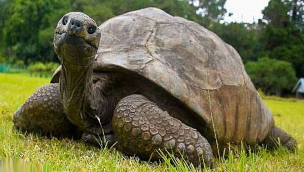 Джонатан - старейшая черепаха на планете