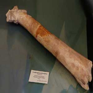 окаменелая кость птерозавра