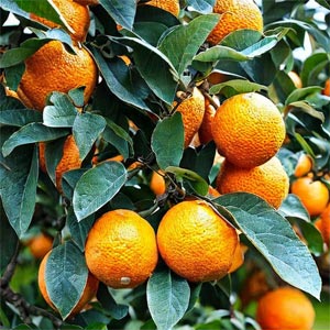 апельсины на дереве