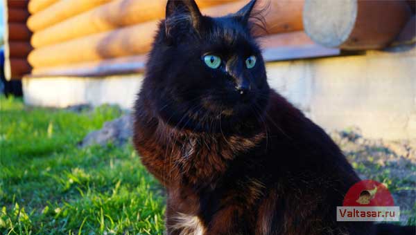 черный кот с зелеными глазами на фоне деревянного сруба