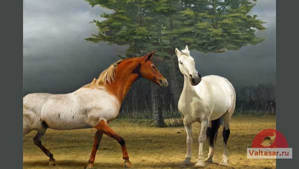 два коня и дерево