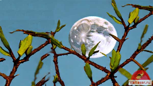 Луна на фоне ветки дерева