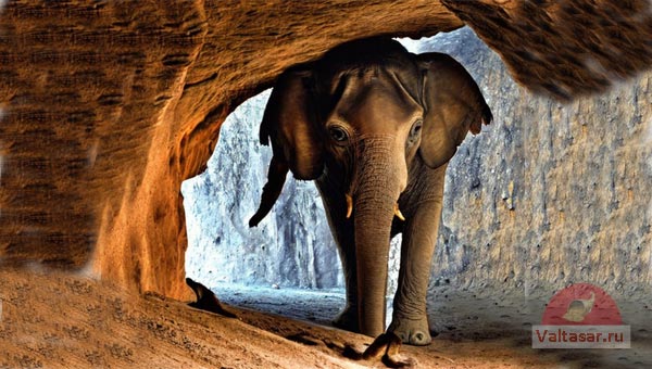 слон в пещере