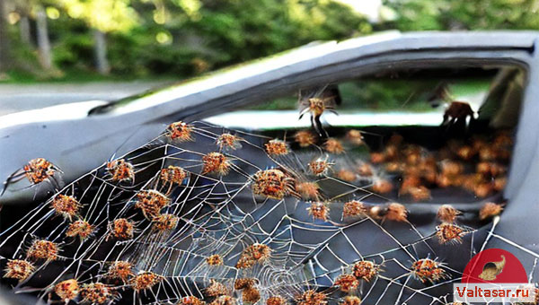 пауки сплели паутину на машине