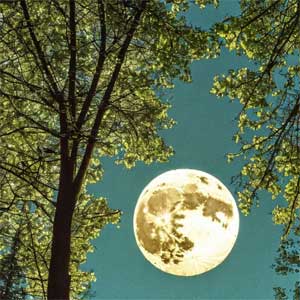 полная Луна в деревьях
