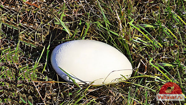 гусиное яйцо в траве