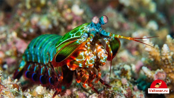разноцветный убийца -креветка-богомол