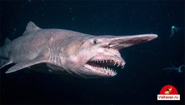 Акула-домовой