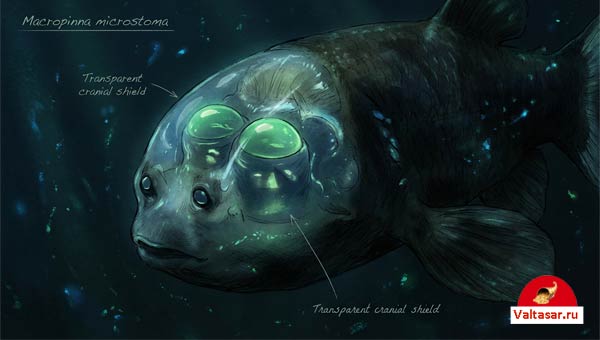 Малоротая макропинна