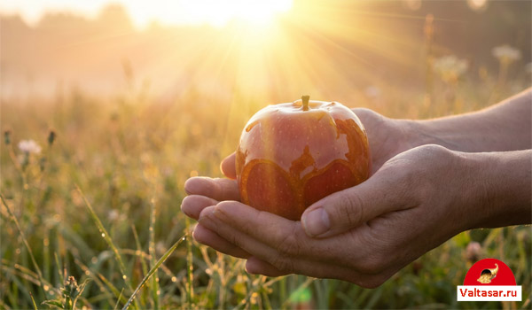 яблоко в ладонях освещается солнечными лучами