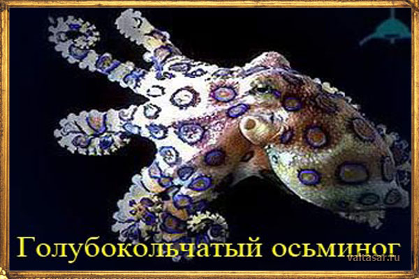 голубо-кольчатый осьминог