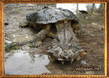 матамата (бахромчатая) черепаха